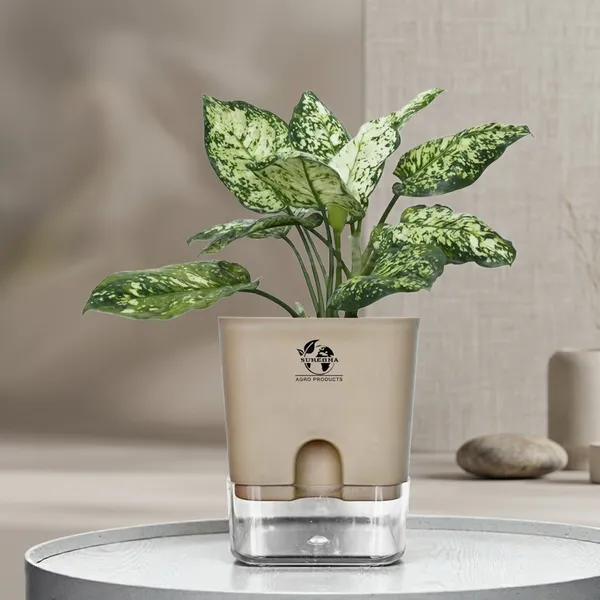 Aglaonema_Indoor_Plant_With_Self_Watering_Pot