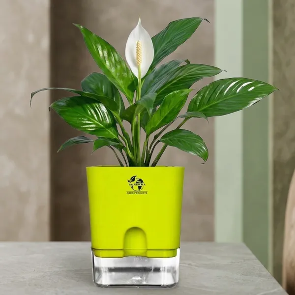 Peace_Lily_Plant_In_Self_Watering_Pot
