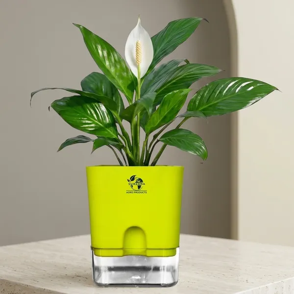 Peace_Lily_Plant_In_Self_Watering_Pot