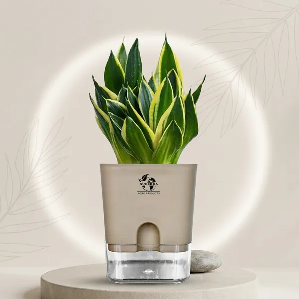 Snake_Plant(Golden_Hahnii)_With_Self_Watering_Pot