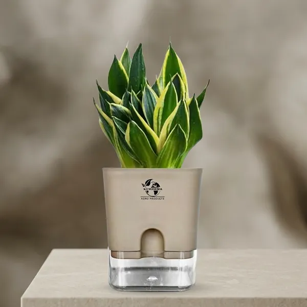 Snake_Plant(Golden_Hahnii)_With_Self_Watering_Pot