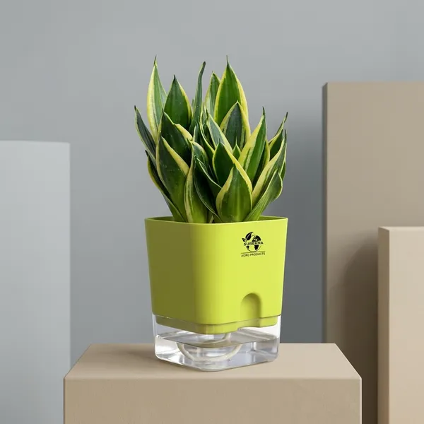 Snake_Plant(Golden_Hahnii)_With_Self_Watering_Pot