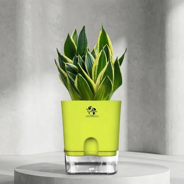 Snake_Plant(Golden_Hahnii)_With_Self_Watering_Pot