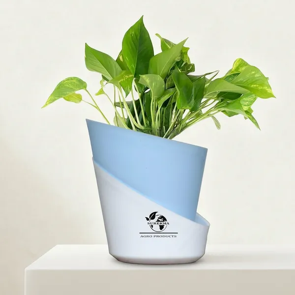 Money_Plant_With_Self_Watering_Pot