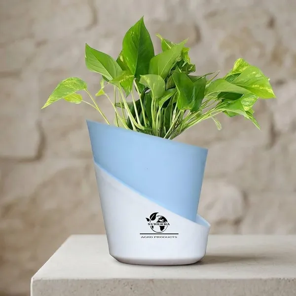 Money_Plant_With_Self_Watering_Pot