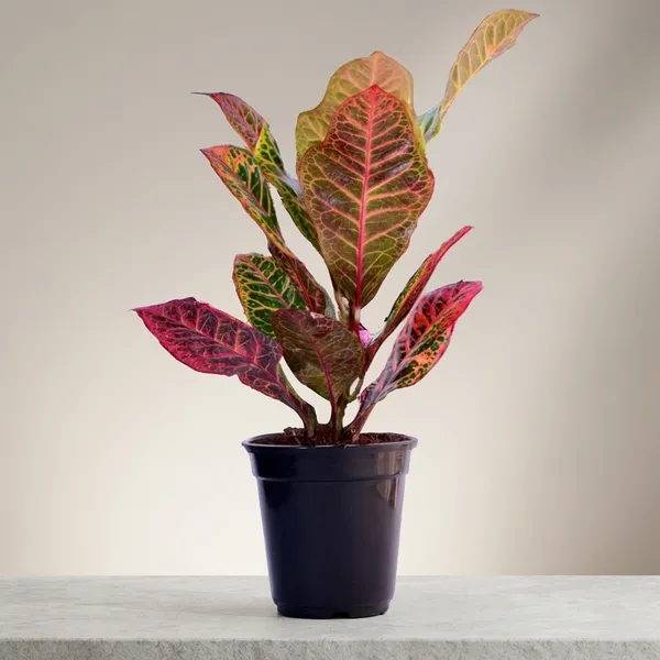 Croton_Petra_Plant_With_Self_Watering_Pot