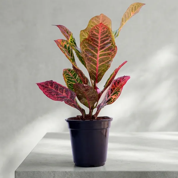 Croton_Petra_Plant_With_Self_Watering_Pot
