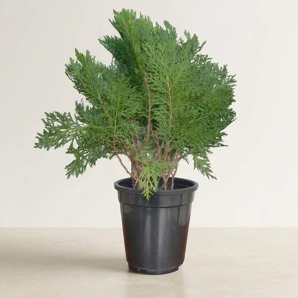 Arborvitae_Live_Plant_With_Pot