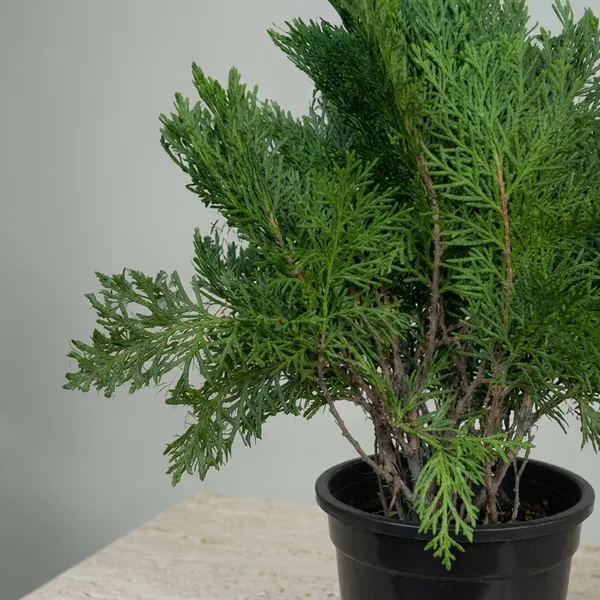 Arborvitae_Live_Plant_With_Pot