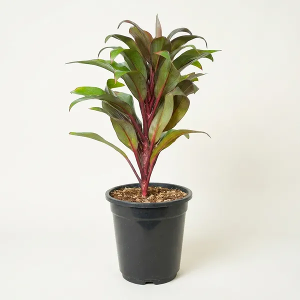 Cordyline_Fruticosa_Indoor_Plant_With_Self_Watering_Pot