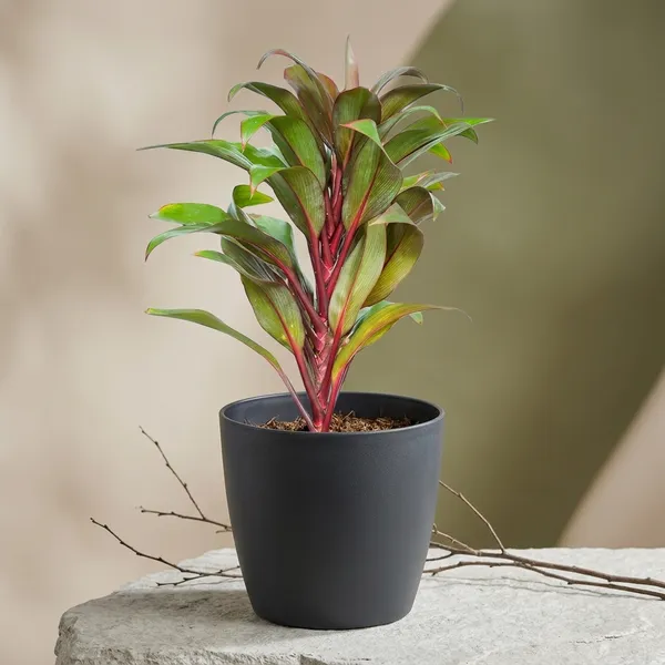 Cordyline_Fruticosa_Indoor_Plant_With_Self_Watering_Pot