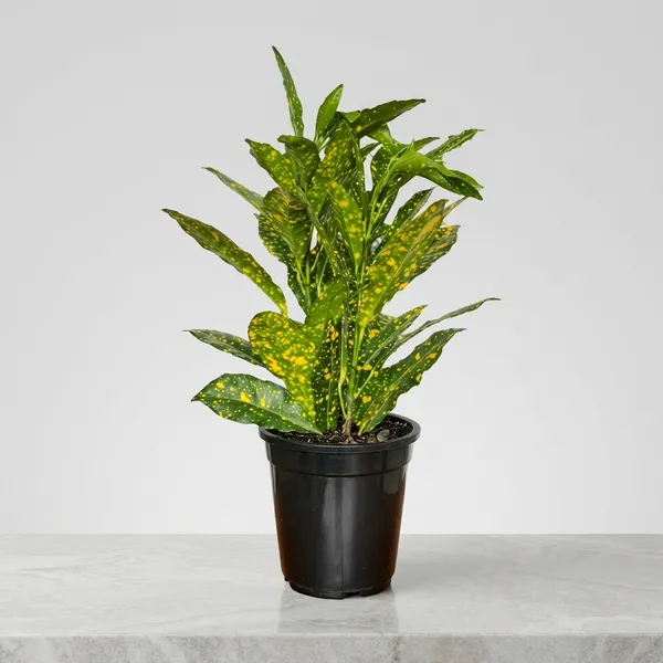 Croton_Plant_With_Pot