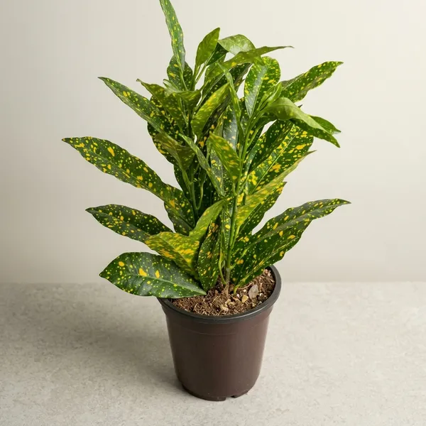 Croton_Plant_With_Pot