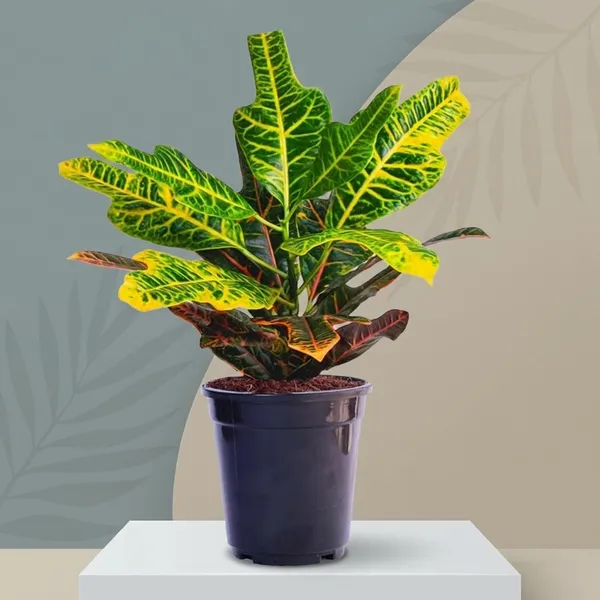 Croton_Variegatum_Duck_Foot_Plant_With_Pot