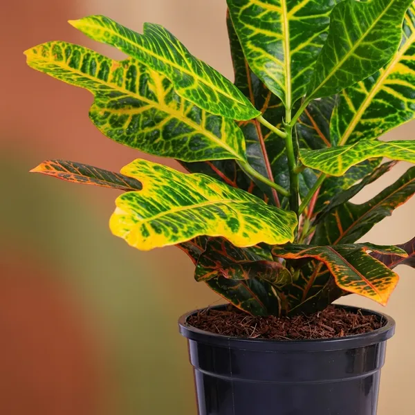 Croton_Variegatum_Duck_Foot_Plant_With_Pot