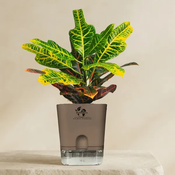 Croton_Variegatum_Duck_Foot_Plant_With_Self_Watering_Pot