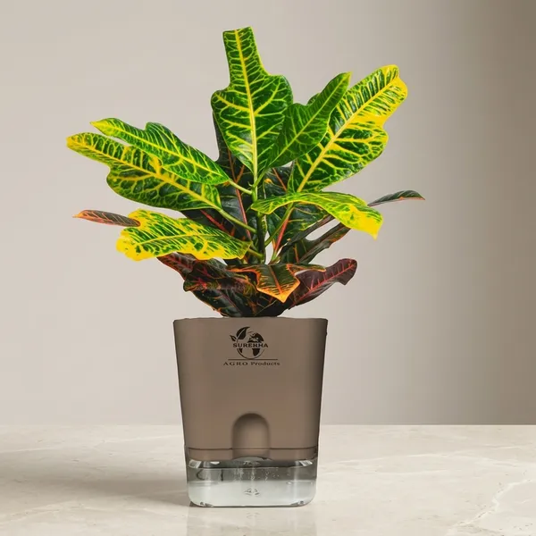 Croton_Variegatum_Duck_Foot_Plant_With_Self_Watering_Pot