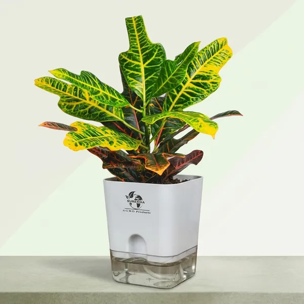 Croton_Variegatum_Duck_Foot_Plant_With_Self_Watering_Pot