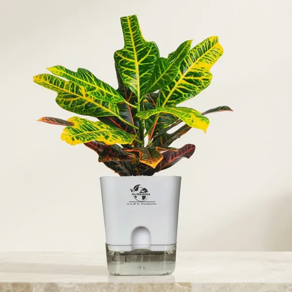 Croton_Variegatum_Duck_Foot_Plant_With_Self_Watering_Pot