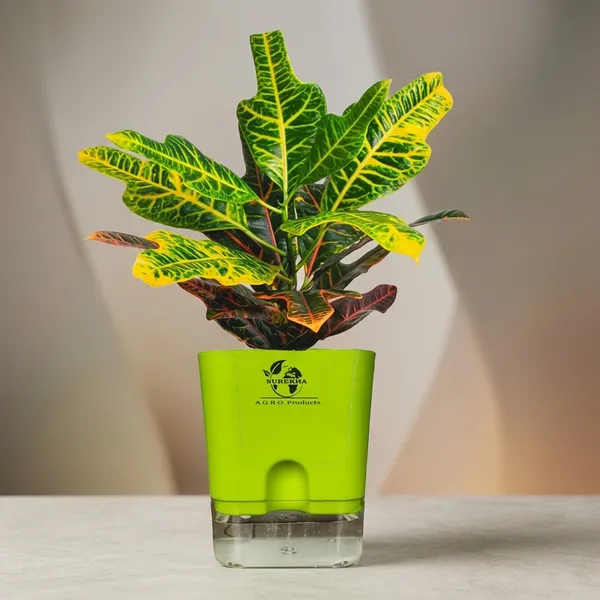 Croton_Variegatum_Duck_Foot_Plant_With_Self_Watering_Pot