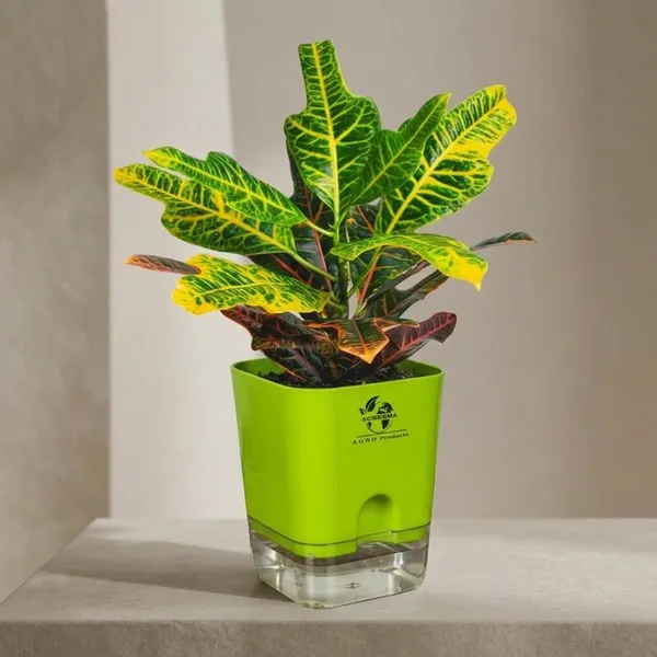 Croton_Variegatum_Duck_Foot_Plant_With_Self_Watering_Pot