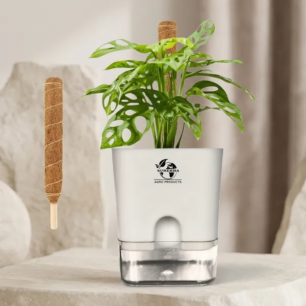 Philodendron_Broken_Heart_With_Self_Watering_Pot_And_Moss_Stick