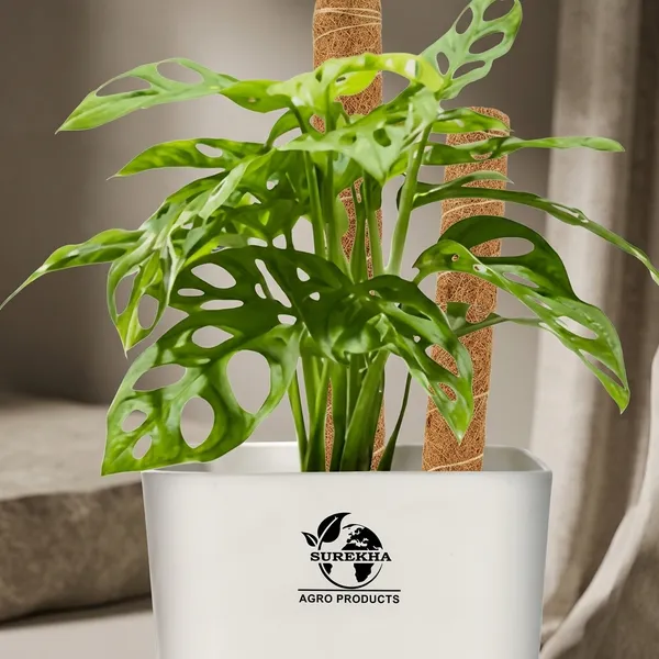 Philodendron_Broken_Heart_With_Self_Watering_Pot_And_Moss_Stick