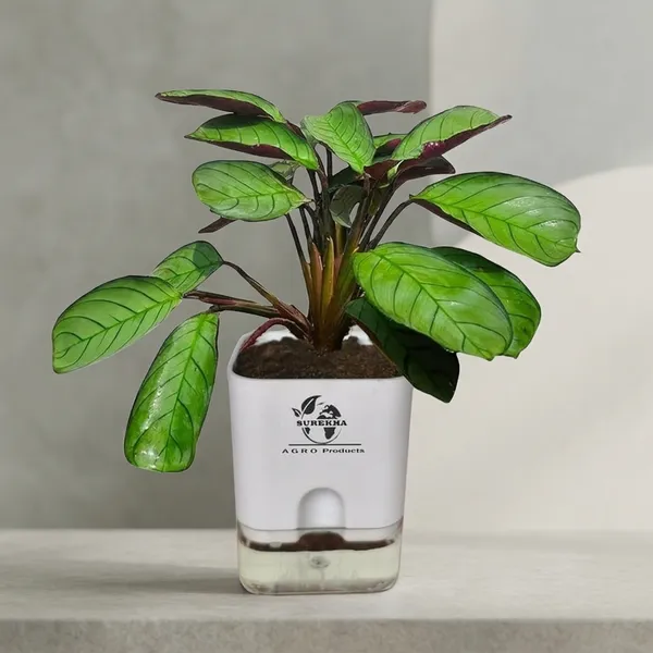 Calathea_Plant_With_Self_Watering_Pot