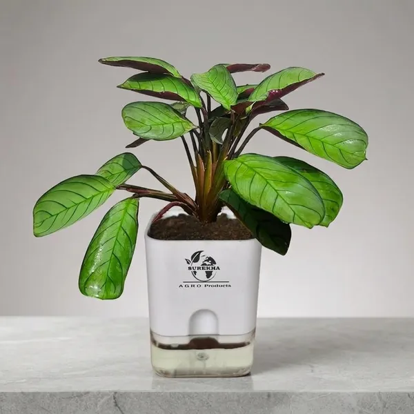 Calathea_Plant_With_Self_Watering_Pot