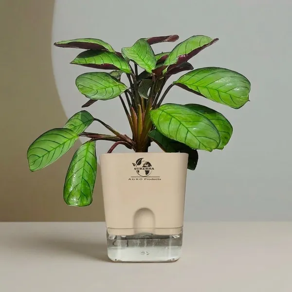 Calathea_Plant_With_Self_Watering_Pot
