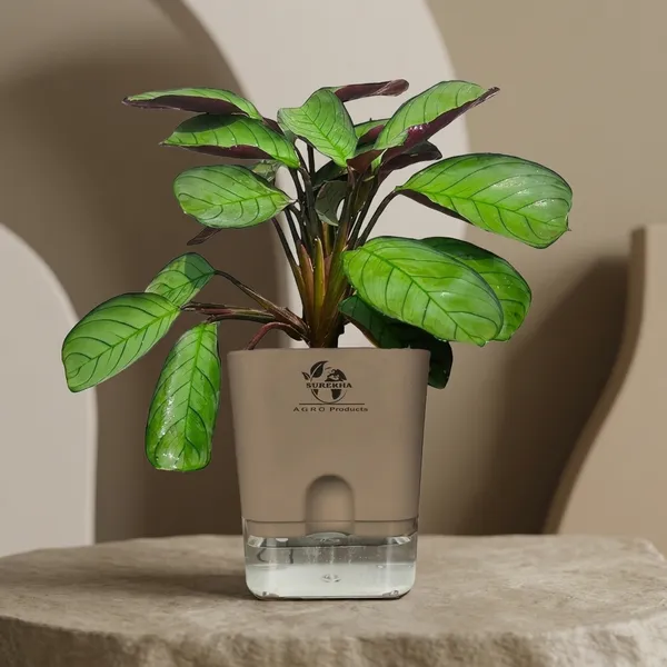 Calathea_Plant_With_Self_Watering_Pot