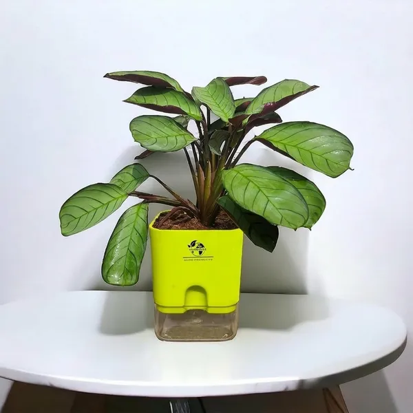 Calathea_Plant_With_Self_Watering_Pot