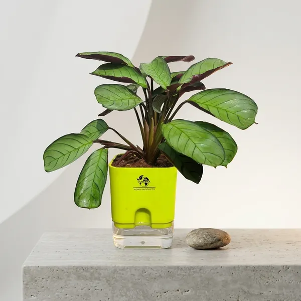 Calathea_Plant_With_Self_Watering_Pot