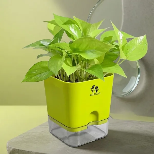 Golden_Money_Plant_In_Self_Watering_Pot