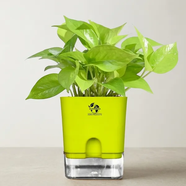 Golden_Money_Plant_In_Self_Watering_Pot