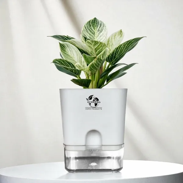 Philodendron_Green_Princess_Plant_With_Self_Watering_Pot