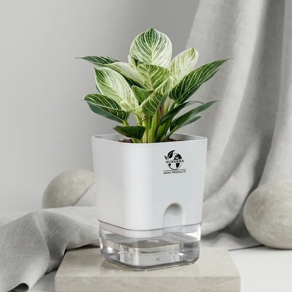 Philodendron_Green_Princess_Plant_With_Self_Watering_Pot