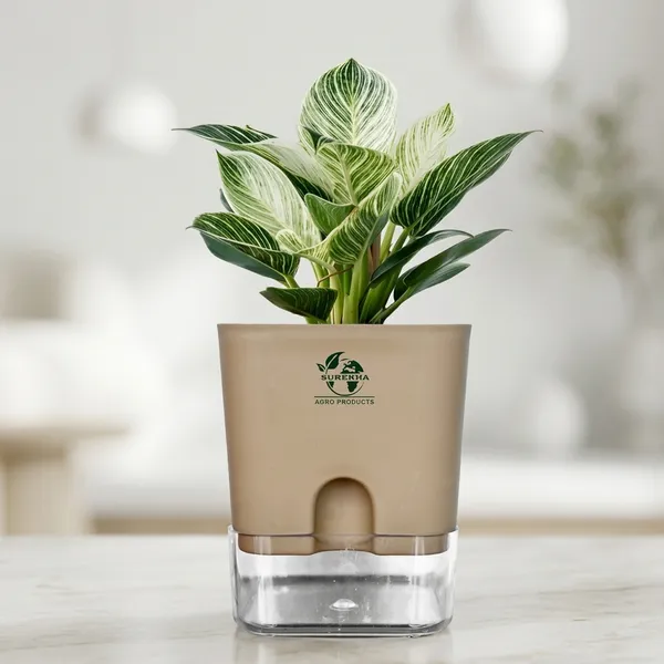 Philodendron_Green_Princess_Live_Plant_With_Self_Watering_Pot