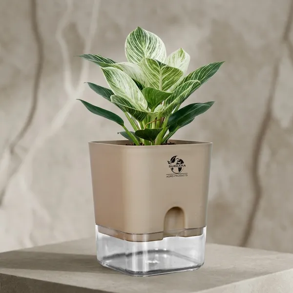 Philodendron_Green_Princess_Live_Plant_With_Self_Watering_Pot