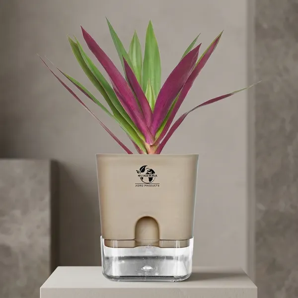 Rhoeo_Neon_Plant_With_Self_Watering_Pot