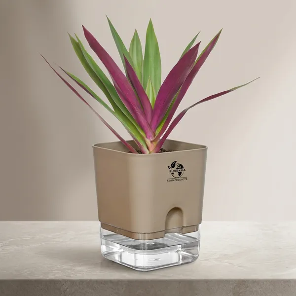 Rhoeo_Neon_Plant_With_Self_Watering_Pot