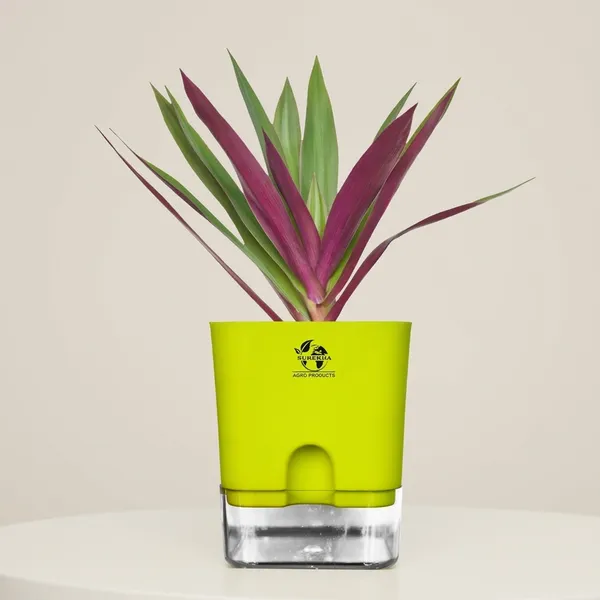 Rhoeo_Neon_Plant_With_Self_Watering_Pot