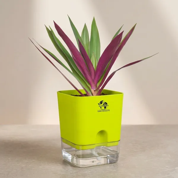 Rhoeo_Neon_Plant_With_Self_Watering_Pot
