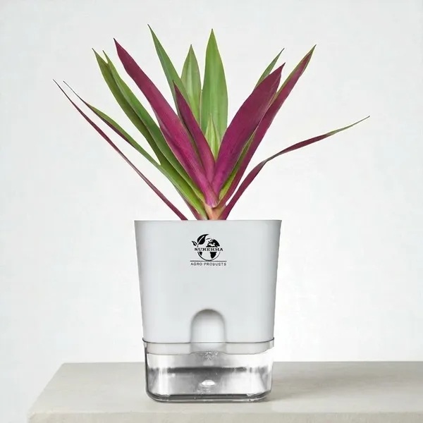 Rhoeo_Neon_Plant_With_Self_Watering_Pot