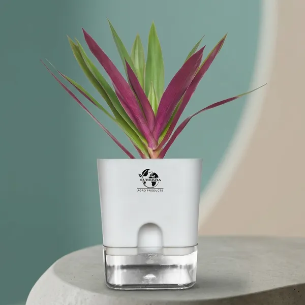 Rhoeo_Neon_Plant_With_Self_Watering_Pot