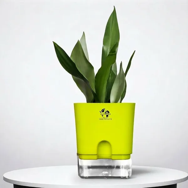 Snake_Plant_(Sansevieria_Silver_Hahnii)_In_Self_Watering_Pot