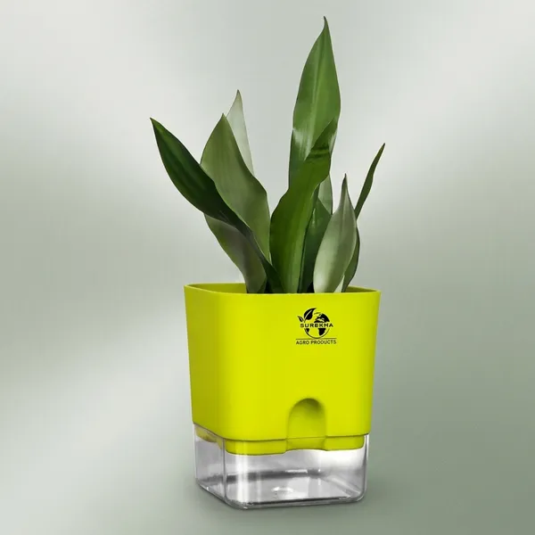 Snake_Plant_(Sansevieria_Silver_Hahnii)_In_Self_Watering_Pot