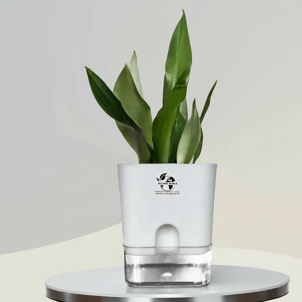 Snake_Plant_(Sansevieria_Silver_Hahnii)In_Self_Watering_Square_Pot