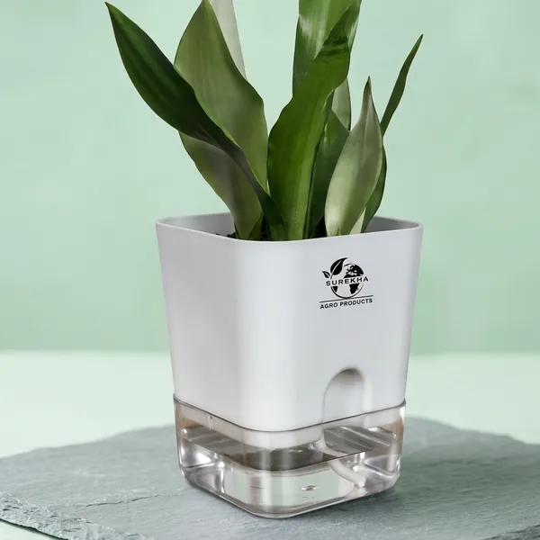 Snake_Plant_(Sansevieria_Silver_Hahnii)In_Self_Watering_Square_Pot