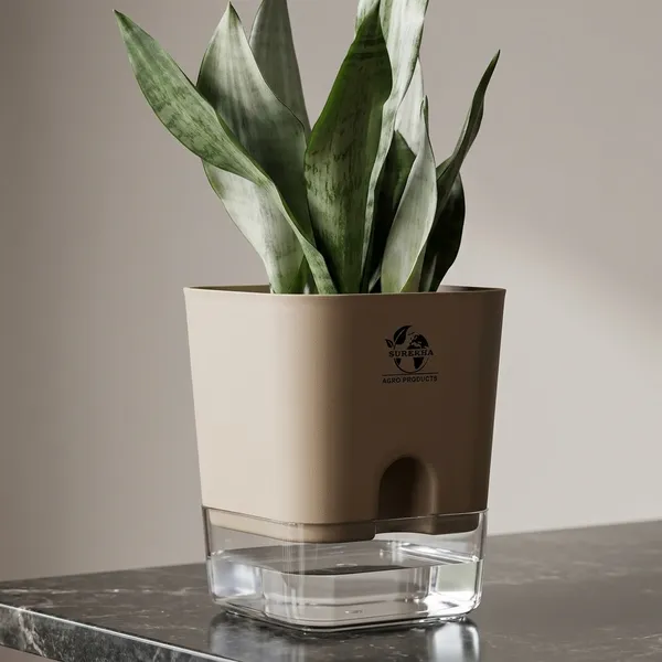 Snake_Plant_(Sansevieria_Silver_Hahnii)_In_Self_Watering_Pot